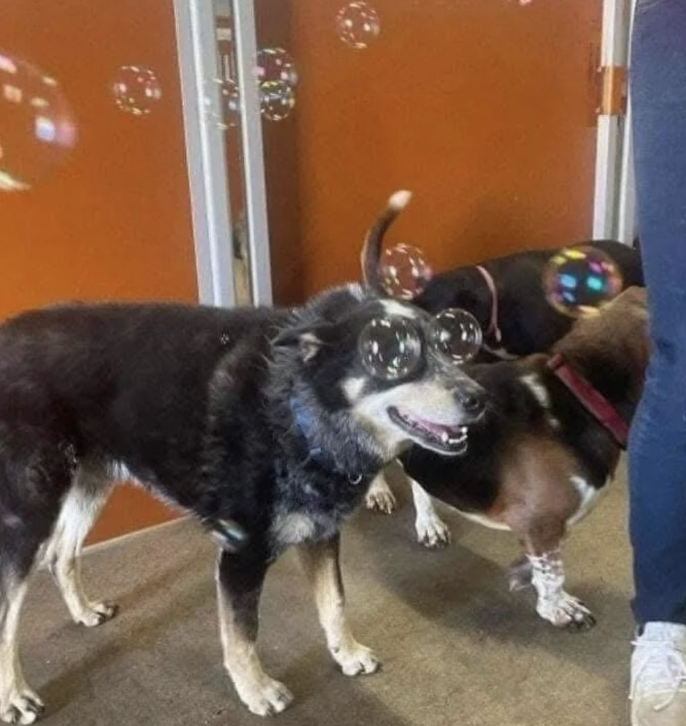 Dogs playfully interacting with floating bubbles indoors