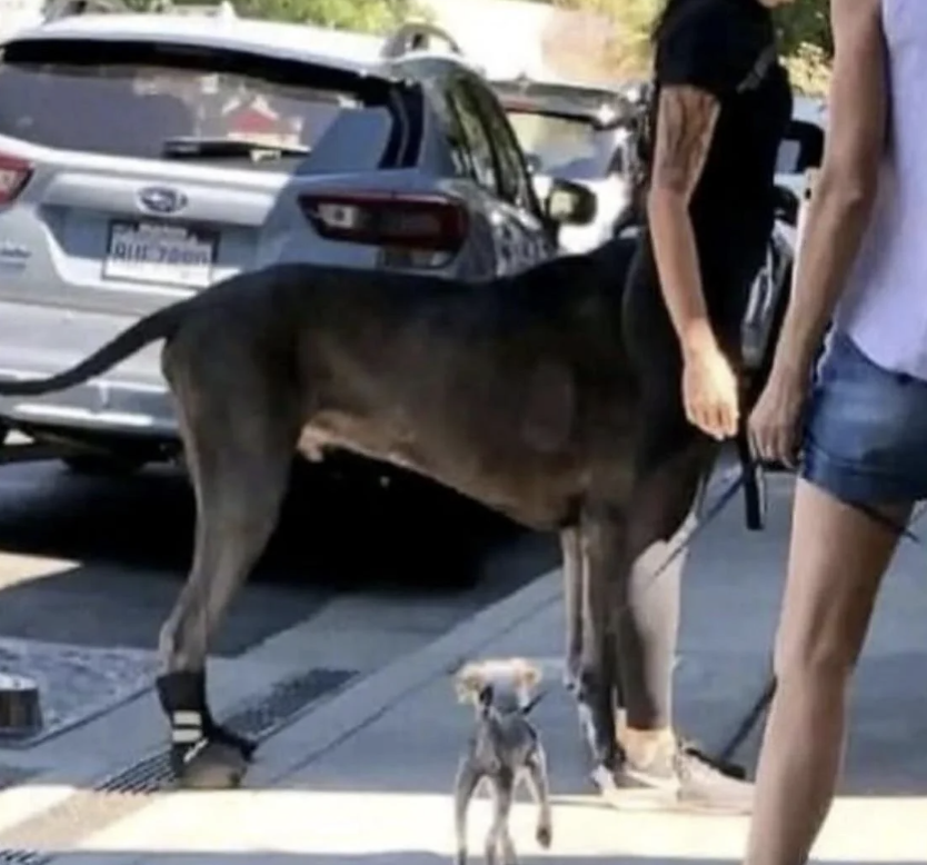A large dog in protective booties stands beside two people on a sidewalk, with a small puppy in the foreground