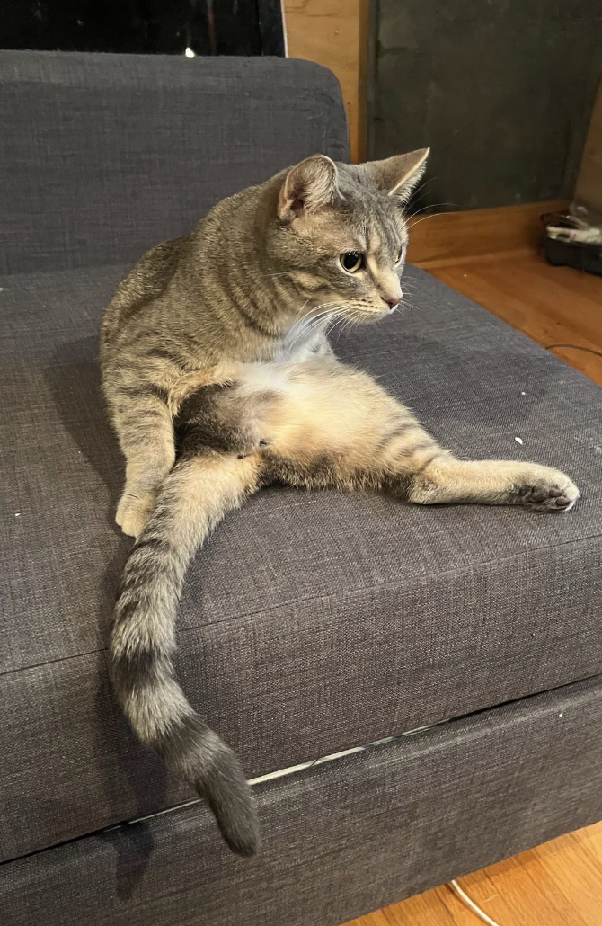 A tabby cat sits casually on a sofa, looking to the side with its tail extended