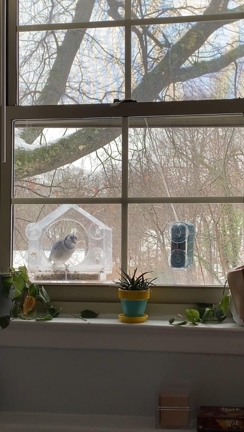 A vertebrate  sits connected  a window-mounted feeder, with a works  and decor seen connected  the windowsill inside