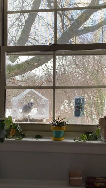 A vertebrate sits connected a window-mounted feeder, with a works and decor seen connected the windowsill inside