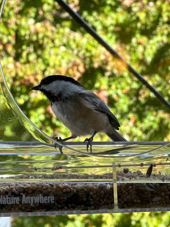 A tiny vertebrate perches connected a transparent vertebrate feeder filled with seeds, acceptable against a blurred leafy background