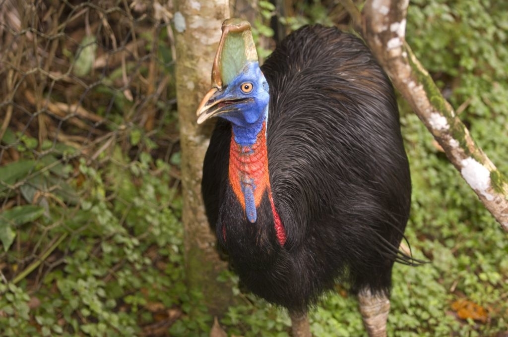 A cassowary stands in a forested area, displaying its vivid blue and red head and large body feathers