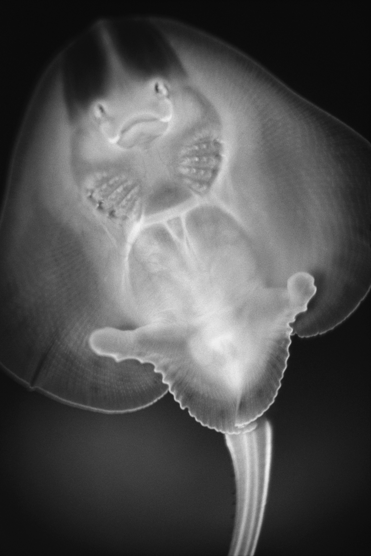 X-ray image of a baby stingray displaying its skeletal structure and fins spread outward