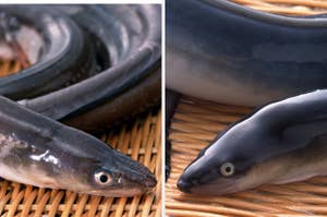 ウナギが竹籠に載せられている様子。
