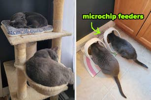Two cats resting on a cat tree and eating from microchip feeders. Arrows point to the feeders, highlighting their automated functionality