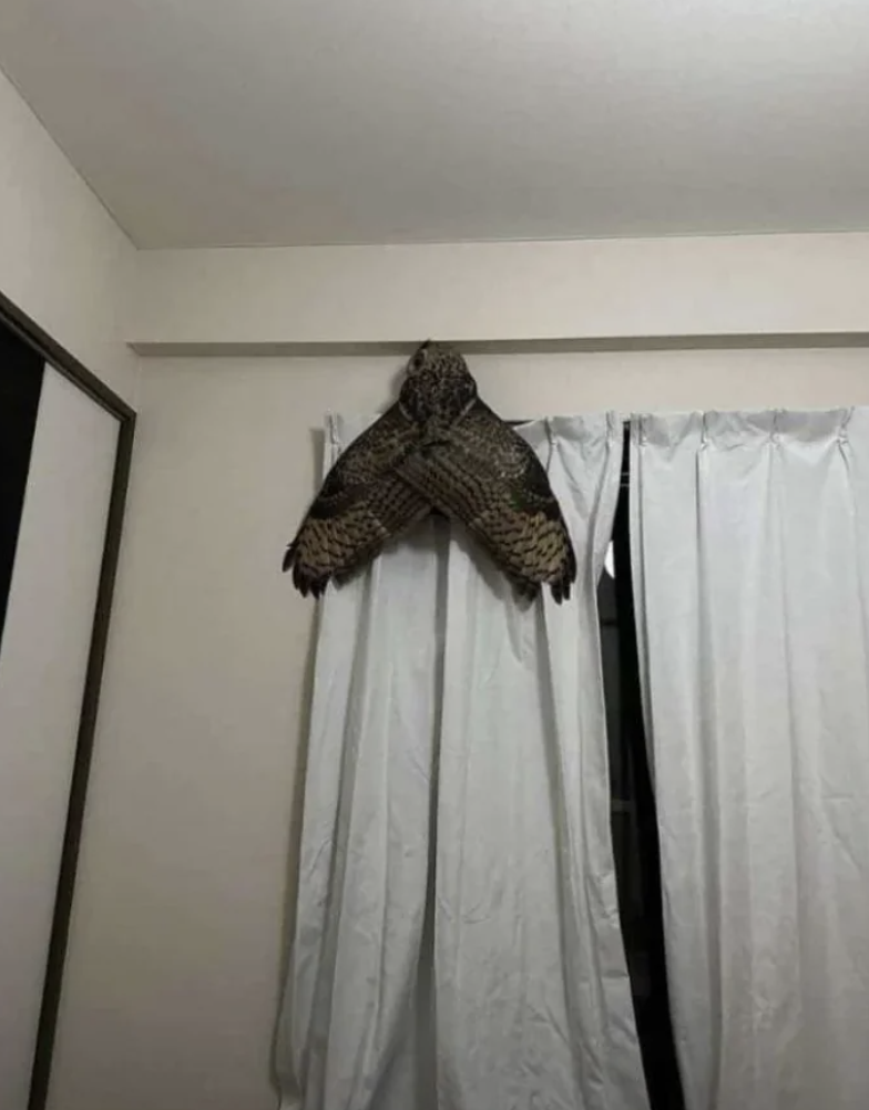 An owl is perched astatine  the apical  of a achromatic  curtain, wings dispersed  wide, indoors