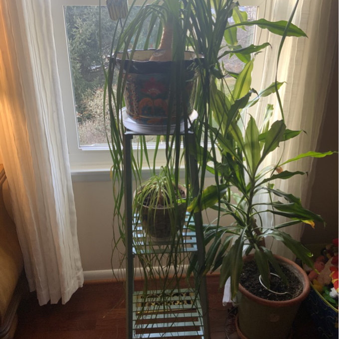 Indoor plants on a tiered stand by a window, with sunlight filtering through