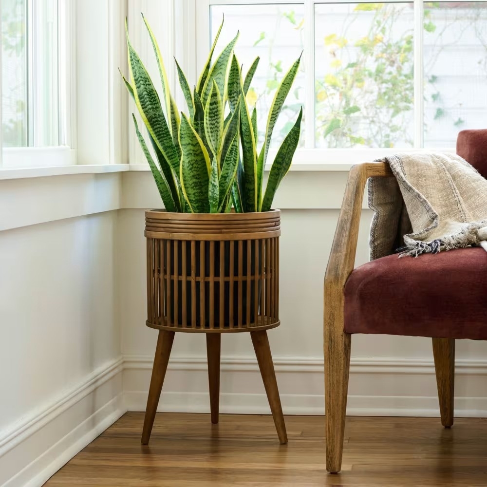 Indoor snake plant in a wooden planter next to a wooden chair with a beige throw in a bright, airy room
