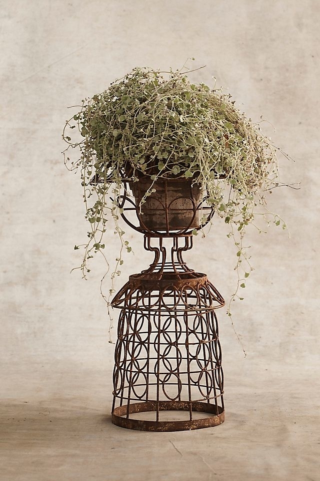 A rustic wire plant stand with lush, cascading green foliage on top, set against a simple background
