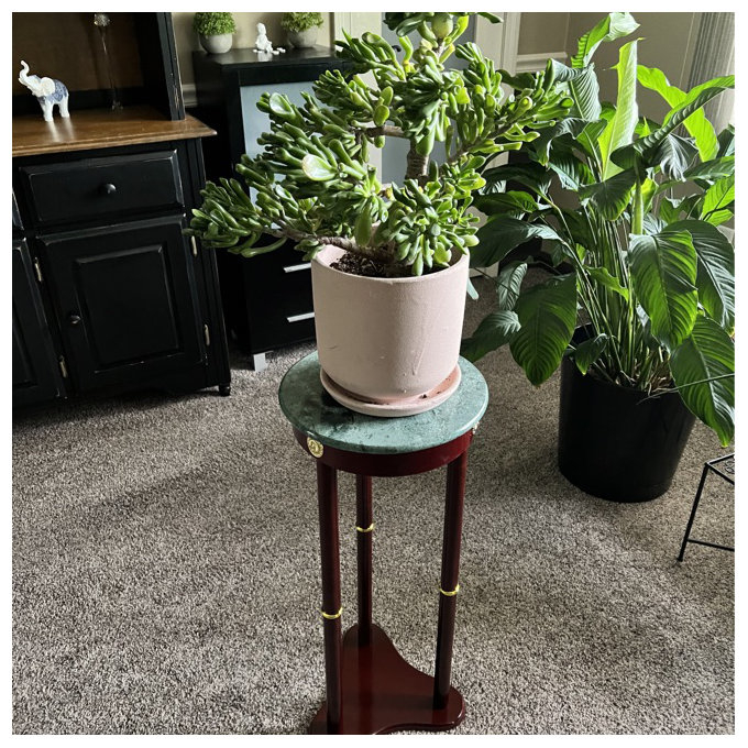 Potted succulent on a small stand in a cozy living room with lush greenery and dark wood furniture in the background