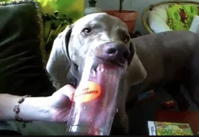 Dog holding a plastic cup in its mouth, appearing playful