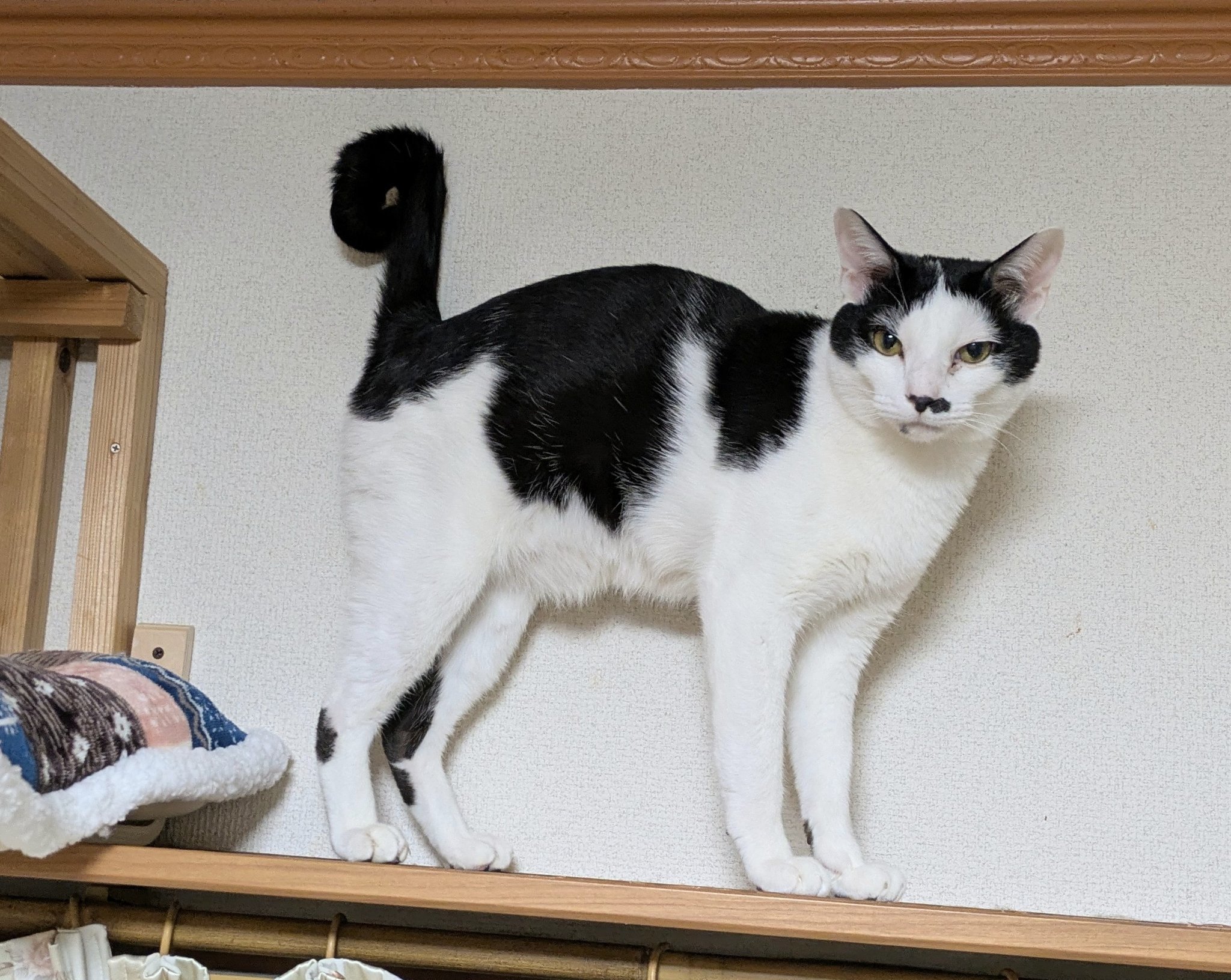 Amazon.co.jp: 九尾の猫〔新訳版〕 (ハヤカワ・ミステリ文庫 ク