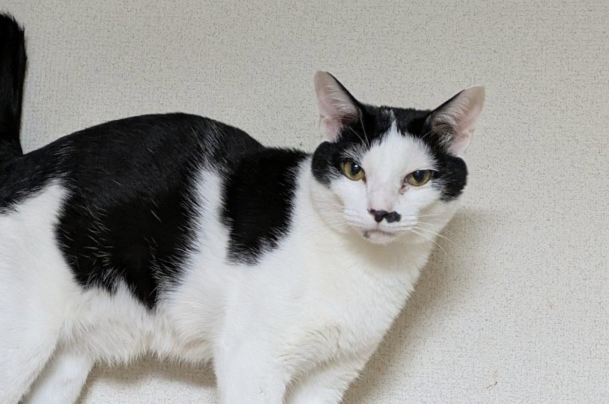 「九尾の狐」ならぬ「九尾の猫」にSNS騒然!「多分、縁起がいいはず」