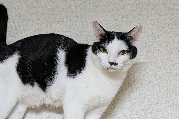 【専用】九尾の猫様 九尾の狐」ならぬ「九尾の猫」にSNS騒然！「多分、縁起がいいはず