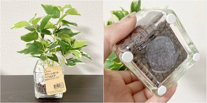 ニトリ「フェイクグリーン(ペペロミア ガラスポット)」