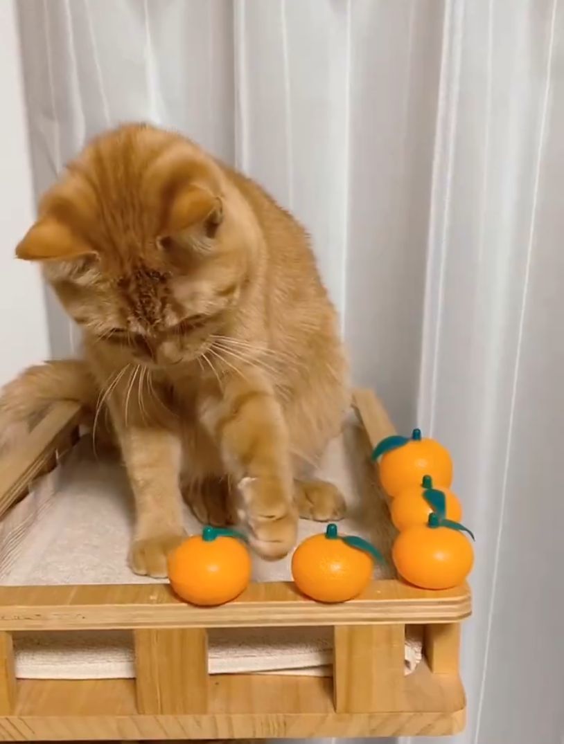 慎重に慎重に」みかんを並べていた猫ちゃん ⇒ やらかしちゃった