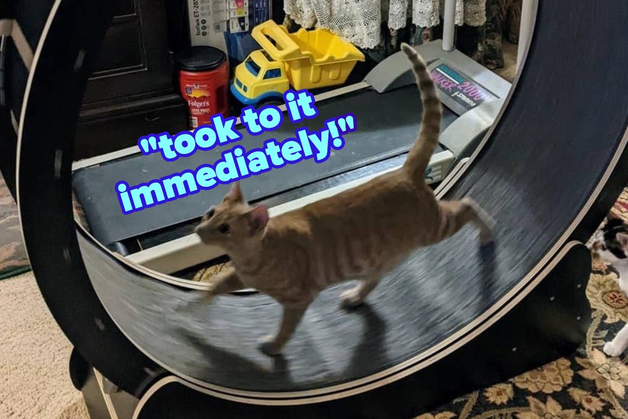 8 Cat Exercise Wheels Even The Pickiest Felines Will Love 1 original 561 1737577752 2