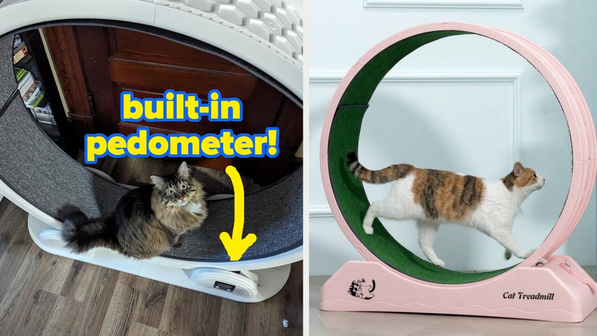 Ferris Wheel Ziggydoo Cat Wheel Reviews Ferris Cat Wheel By