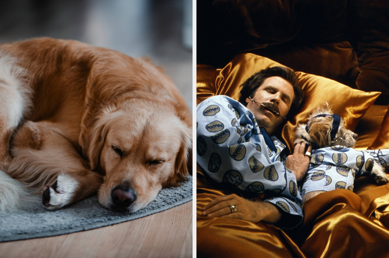 Two images: a sleeping golden retriever curled up on a rug; a man in pajamas cuddling a small dog, both resting on a couch