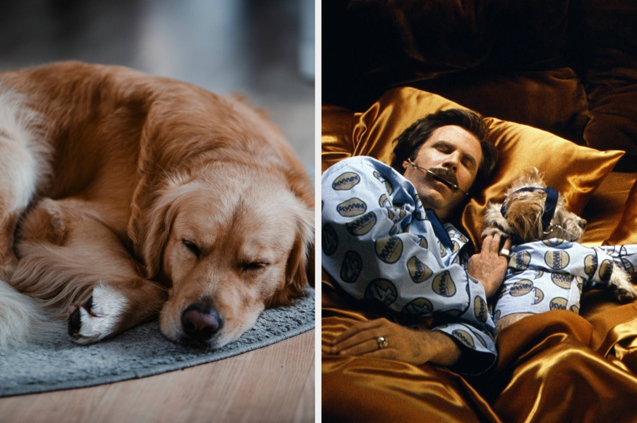 Vets Say This Seemingly Harmless Way You Show Your Dog Affection Might Actually Piss Them Off