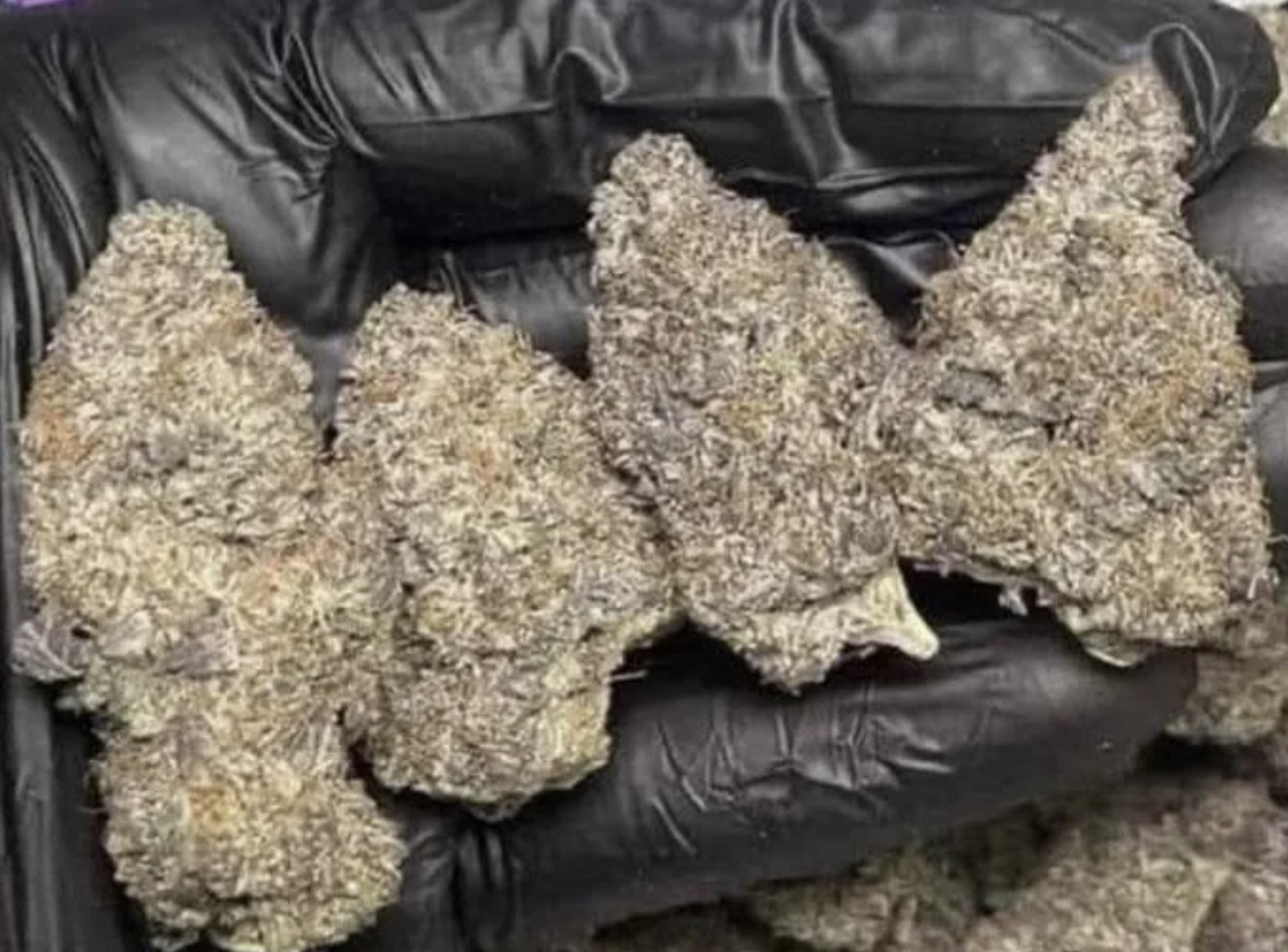 Gloved manus  holding respective  cannabis buds