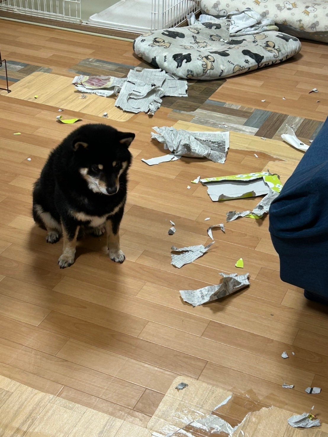 黒柴「私がやりました」イタズラ後に顔を上げた表情にSNS爆笑