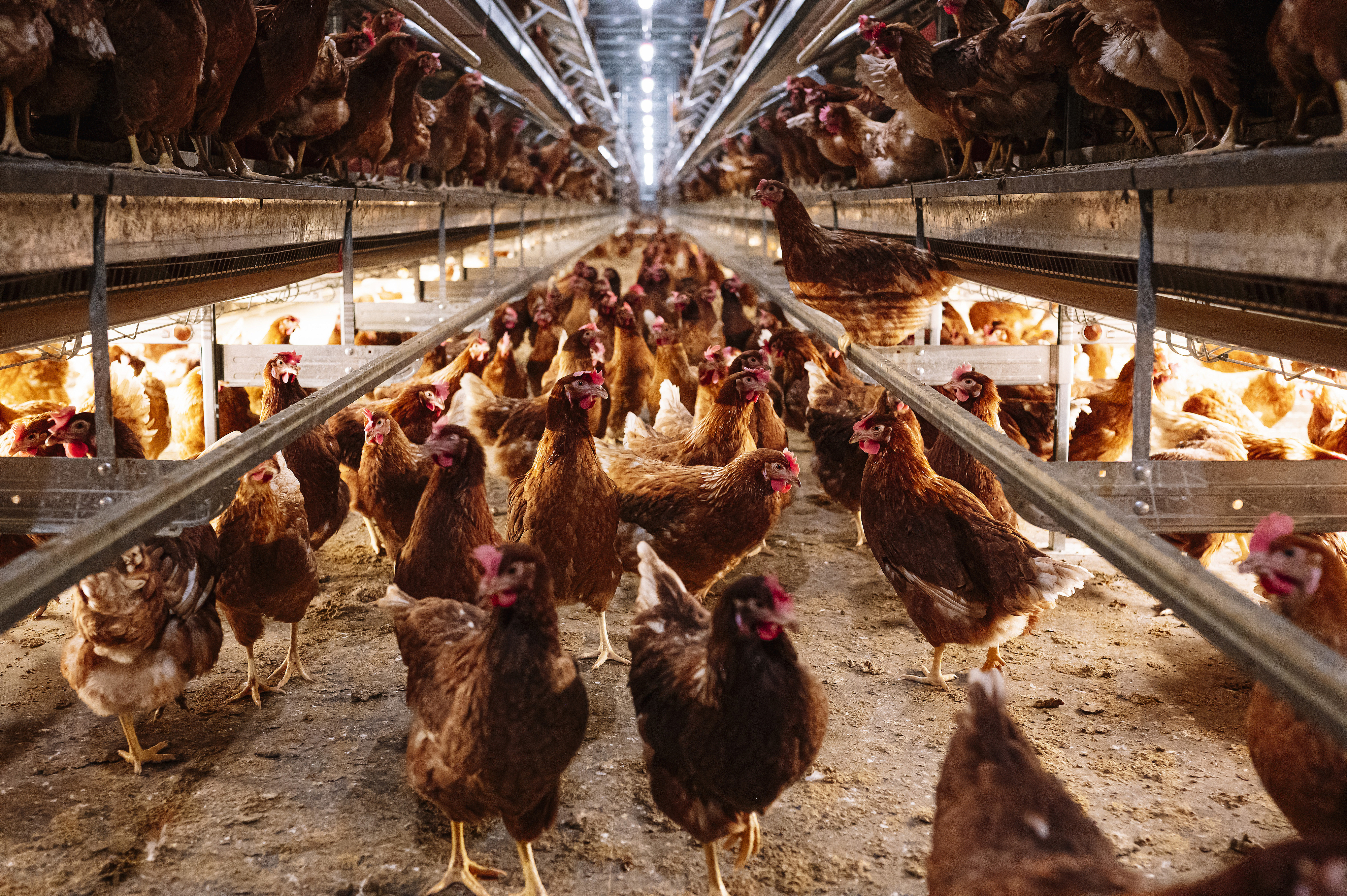 Chickens in a large indoor farm, crowded under artificial lighting, likely discussing modern poultry farming conditions