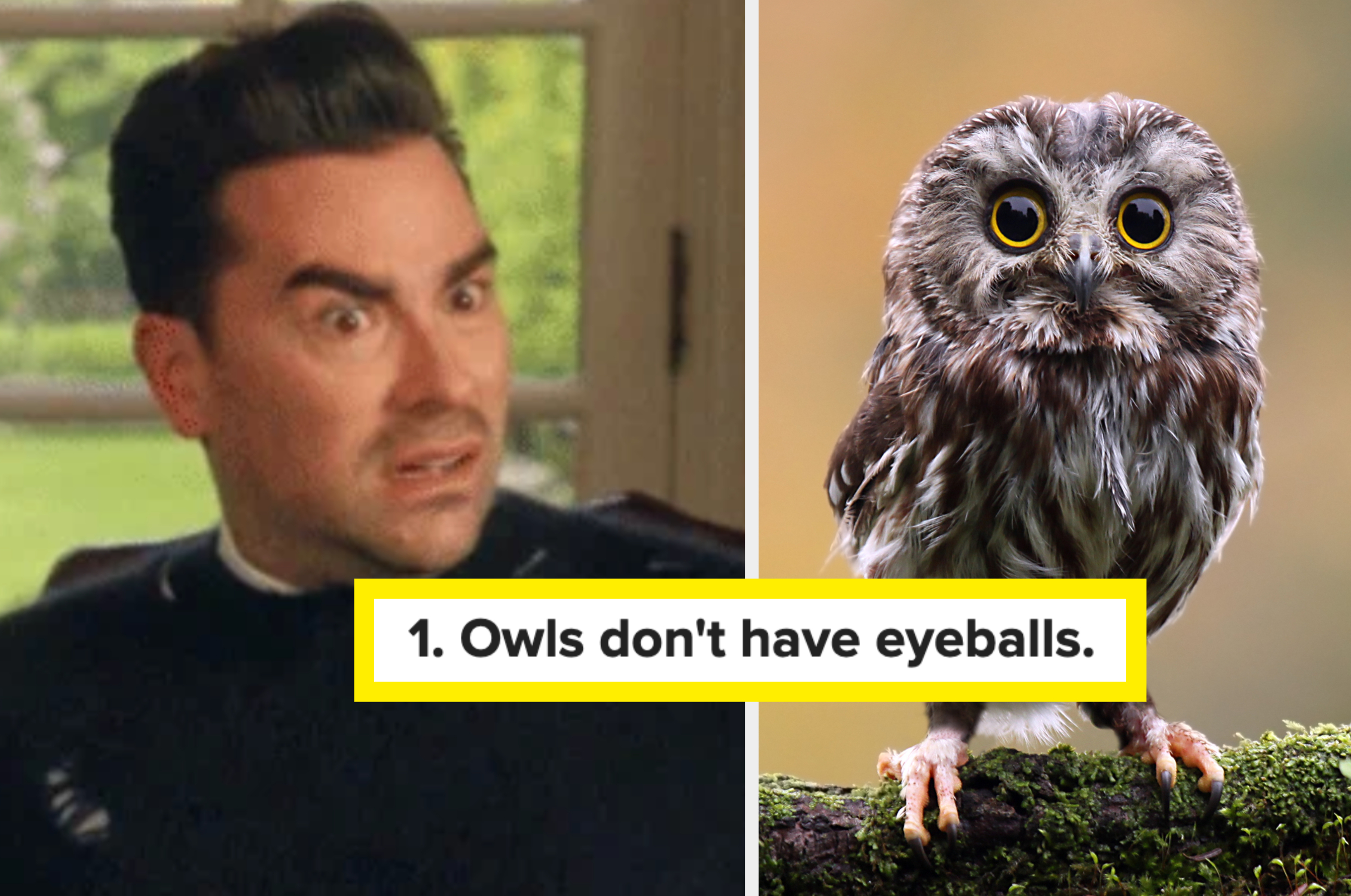 A surprised man in a black sweater reacts next to a curious owl perched on a branch