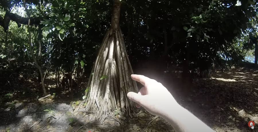17 Astonishingly True Nature Facts
