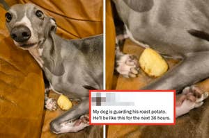 A dog sits alert on a couch, guarding a roast potato