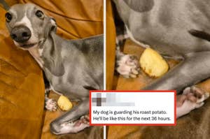 A dog sits alert on a couch, guarding a roast potato