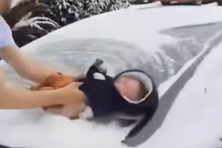 赤ちゃんが車のフロントガラス上の雪に包まれている様子。手が優しく赤ちゃんを雪から抱き上げている。