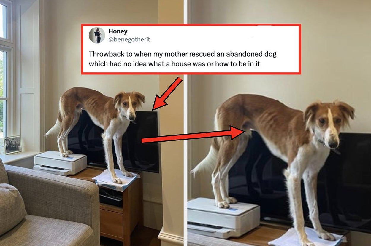 Dog standing on a TV console inside a living room. Tweet text describes a rescued dog unfamiliar with being in a house