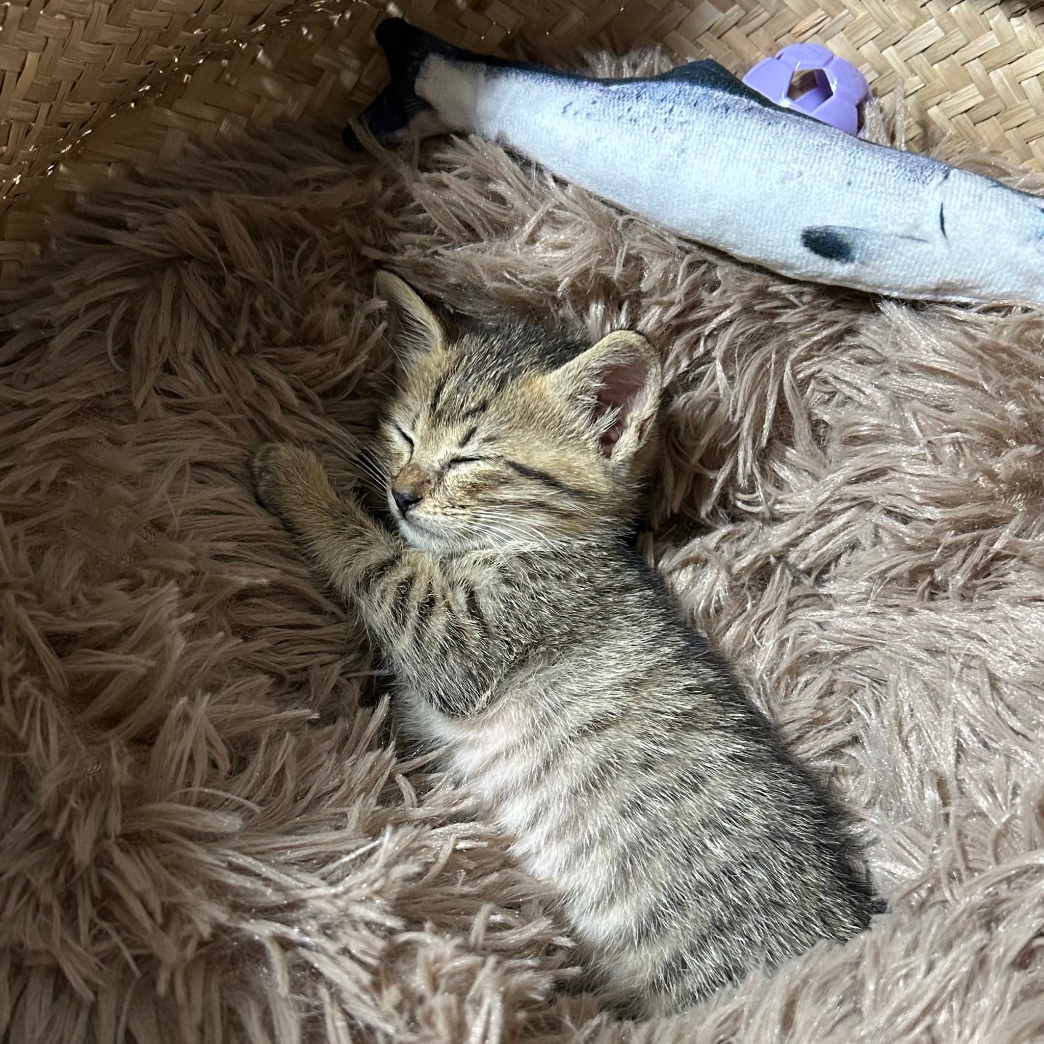 いくらなんでもさ、大きくなりすぎじゃない？」子猫とぬいぐるみの成長 