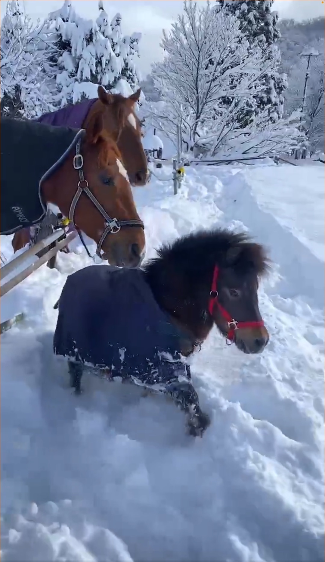 行っちゃだめ！】ポニーの脱走を止める馬たちの姿に胸が熱くなる