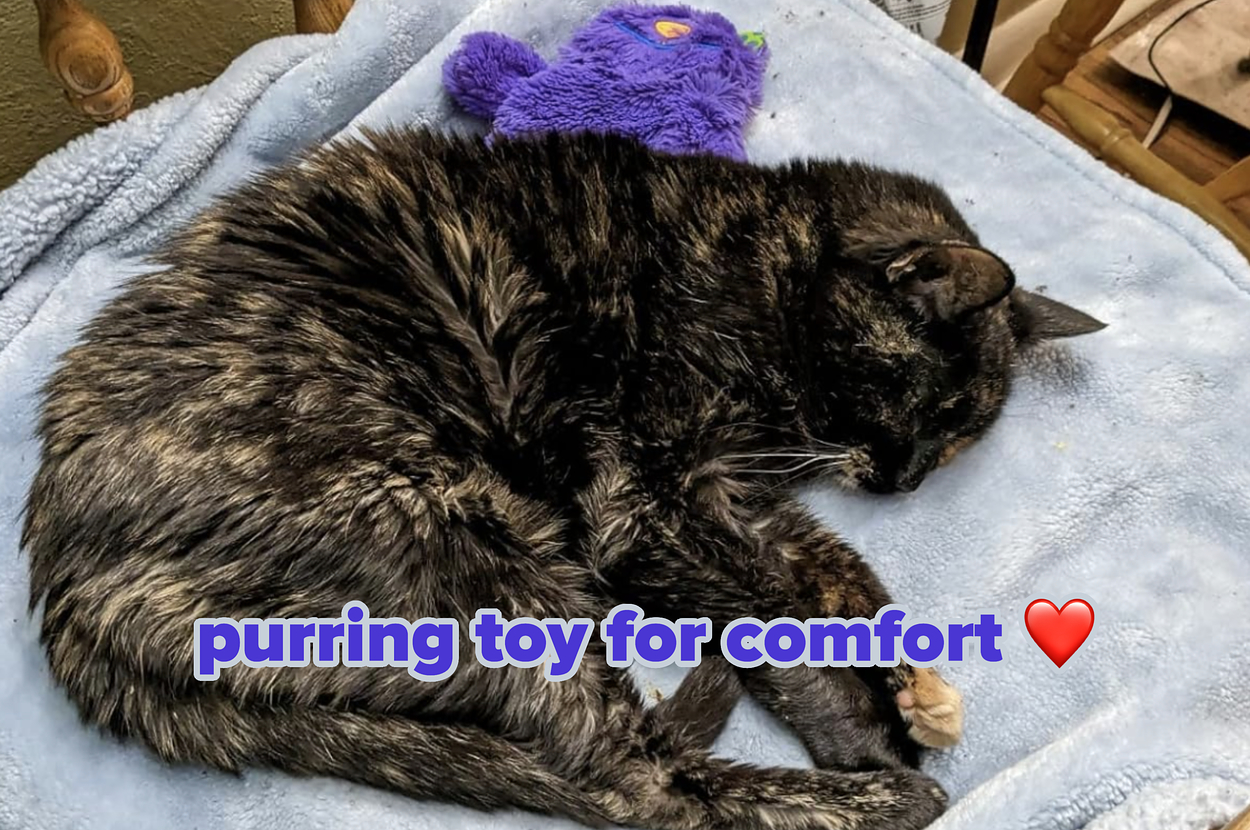 just 26 things that your elderly cat will thank y 3 478 1736098771 0 dblbig