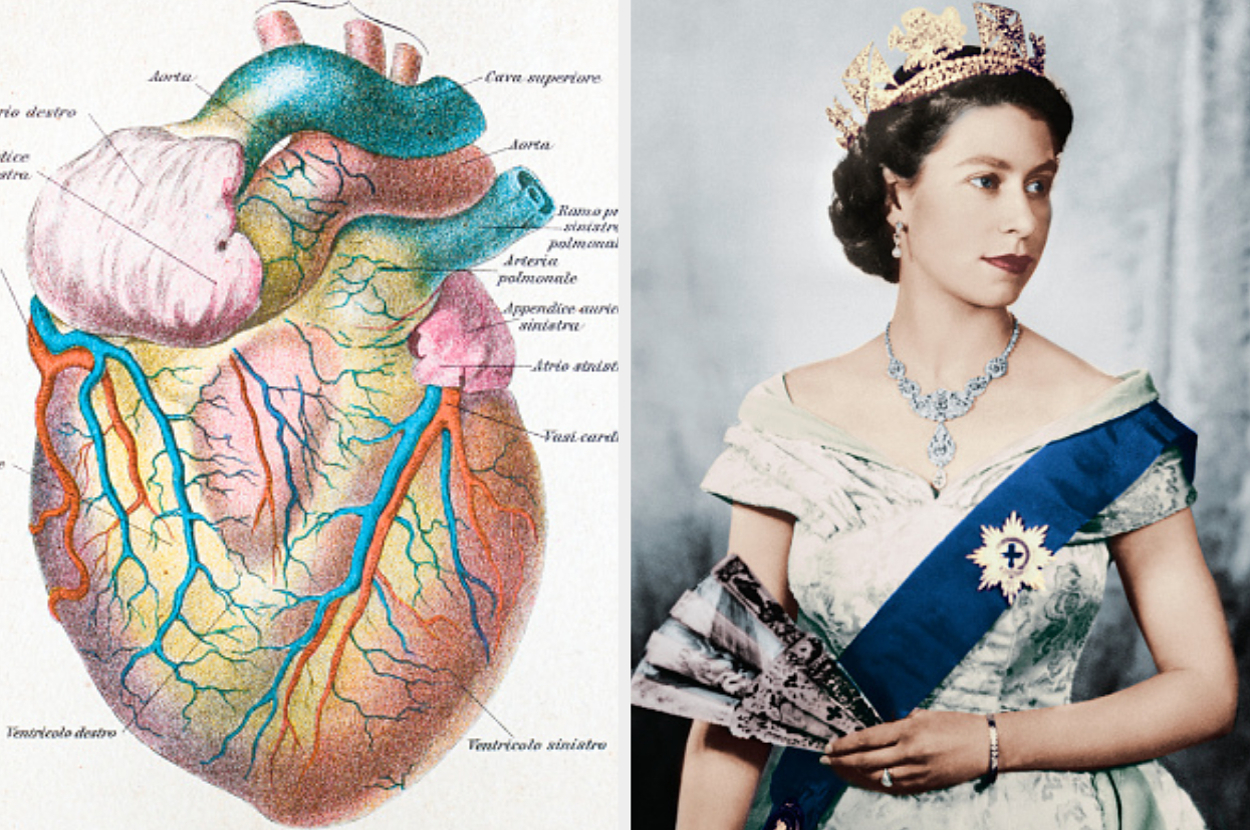 Illustration of a heart anatomy next to a royal figure in elegant attire and a crown, holding a fan