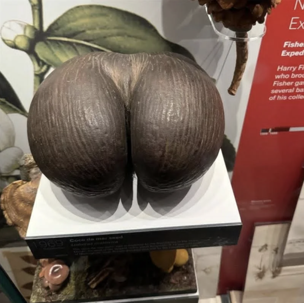 Coco de mer seed displayed in a museum exhibit, known for its distinctive shape