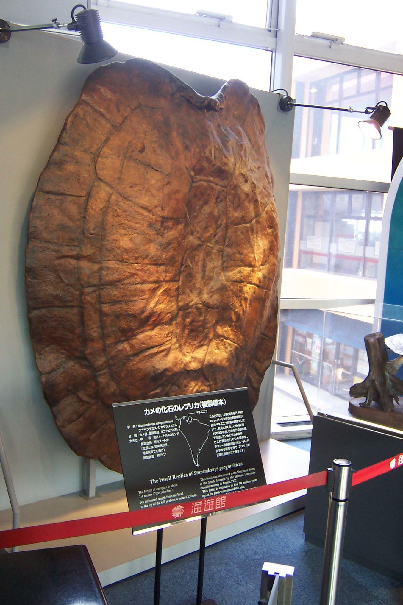 Large fossilized turtle shell displayed in a museum exhibit with informational signage