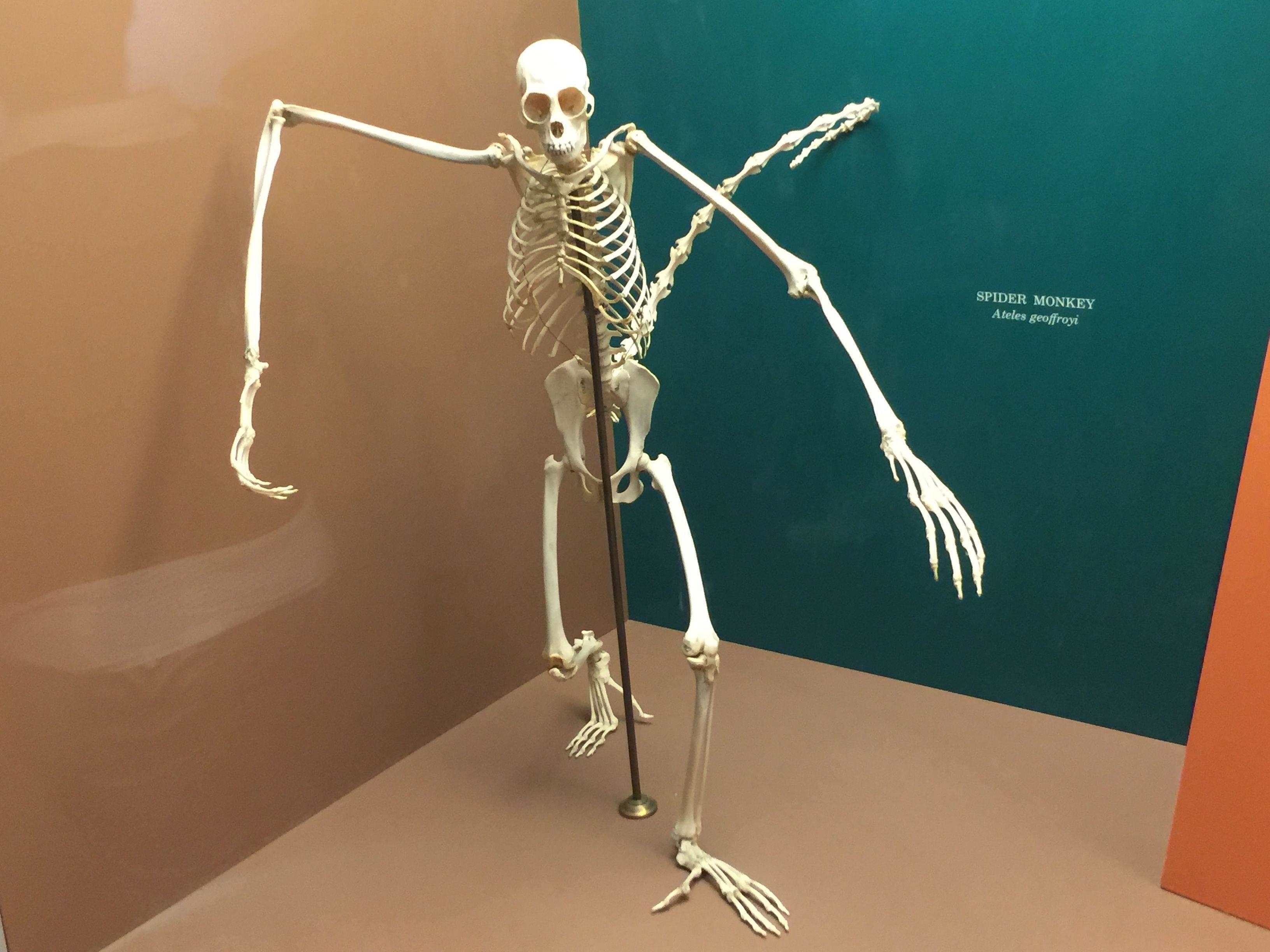 Skeleton of a spider monkey displayed in a museum exhibit with labeled background