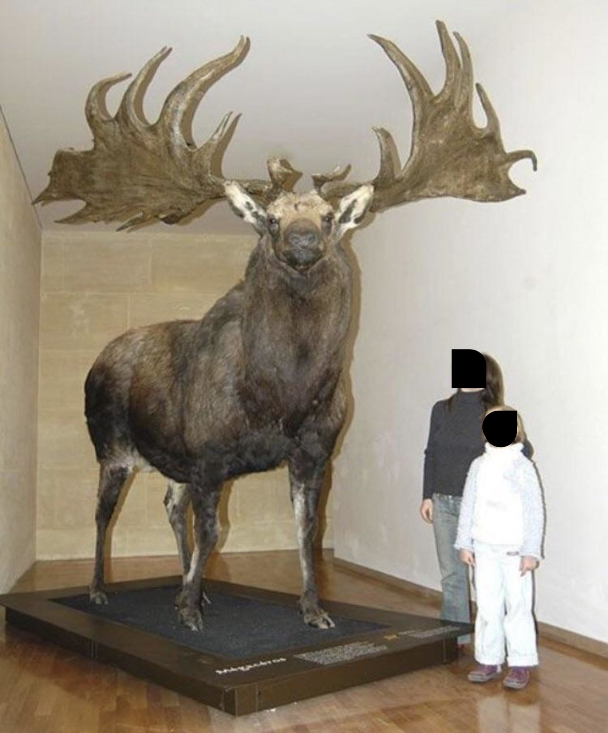 A large taxidermy moose displayed in a museum with two people, a woman and a child, looking up at it with awe