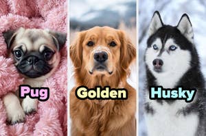 Tres perros: un pug en una manta, un golden retriever al aire libre y un husky sobre nieve