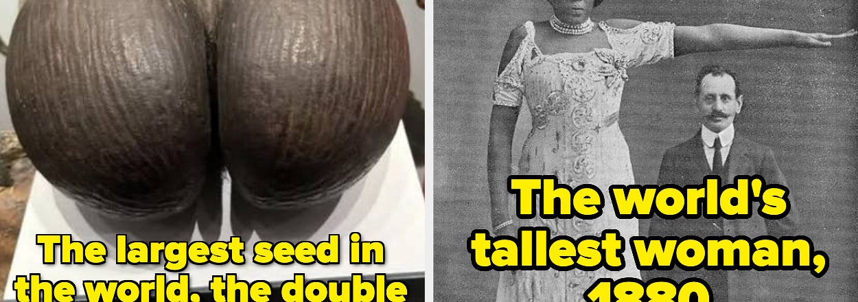 On the left, a large double coconut seed. On the right, a historical photo of a woman with a tall hat labeled as the tallest woman, 1880