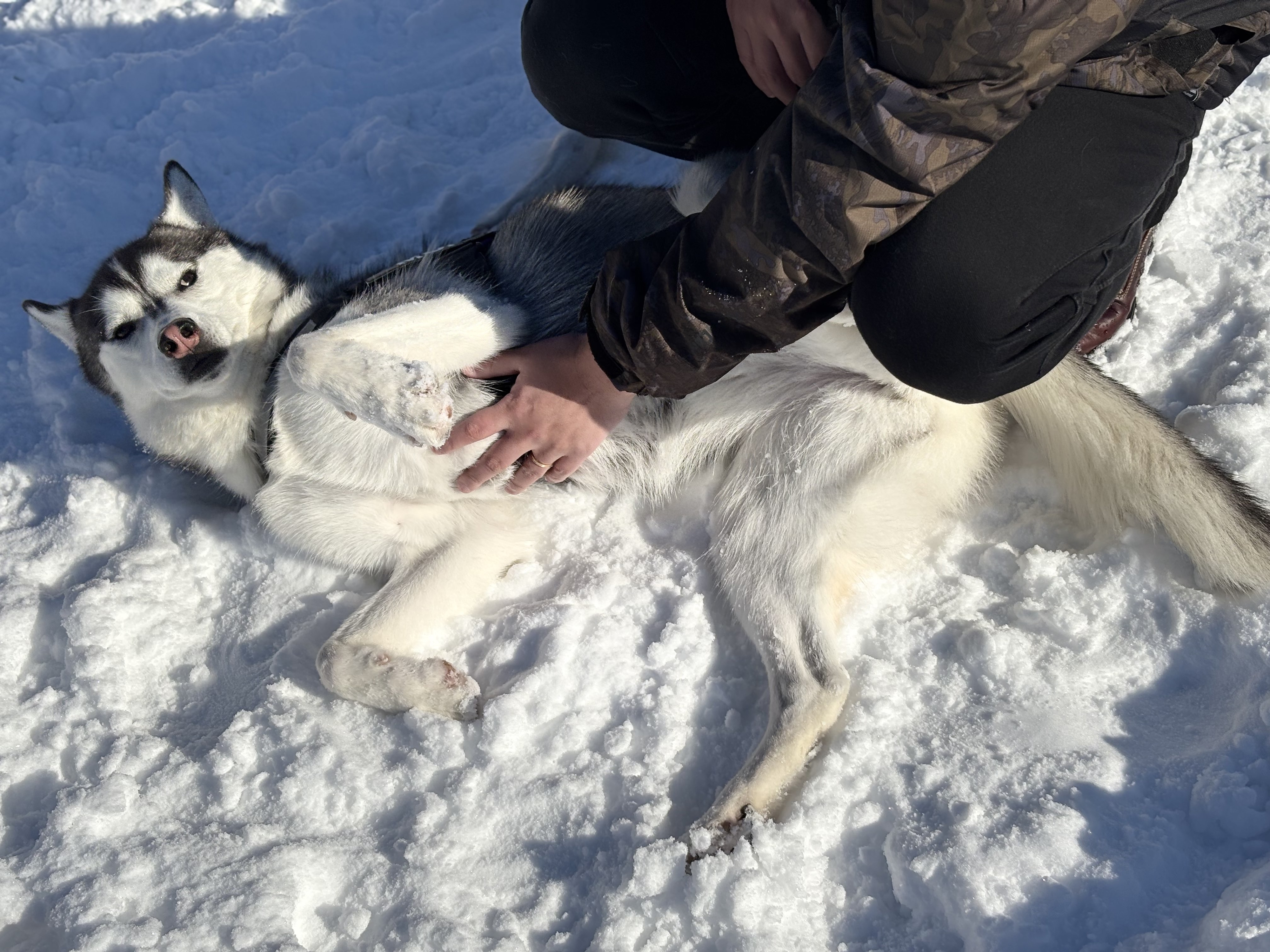 シベリアンハスキー（リラックスポーズ） シベリアンハスキー（リラックスポーズ）