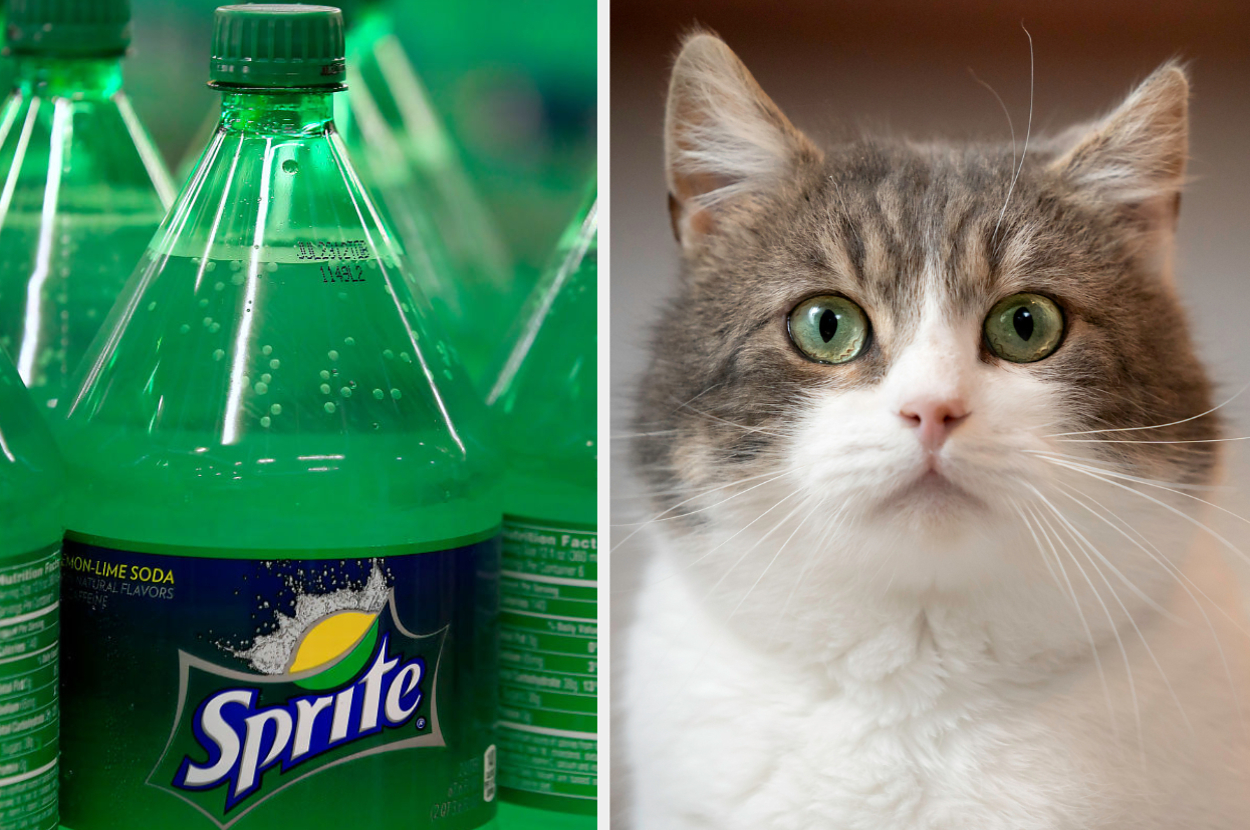 which soda are you just choose some cute animals 2 1910 1736459023 0 dblbig