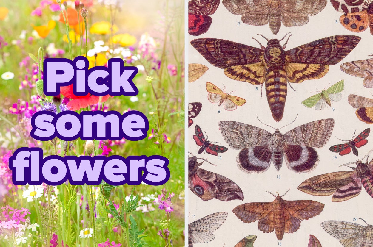 Left side: "Pick some flowers" text over a wildflower field. Right side: Illustrated butterfly and moth collection
