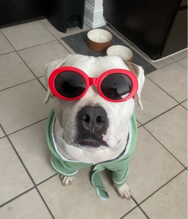 Cutest Pets Wearing Clothes To Brighten Your Day Cutest Pets Wearing Clothes To Brighten Your Day