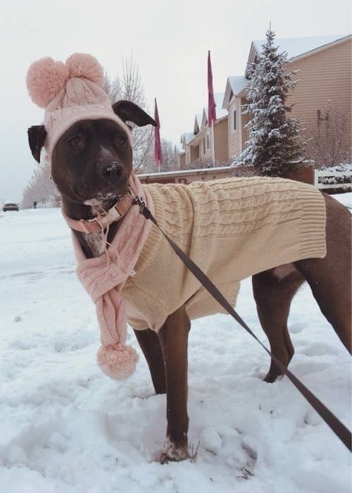 Cutest Pets Wearing Clothes To Brighten Your Day Cutest Pets Wearing Clothes To Brighten Your Day