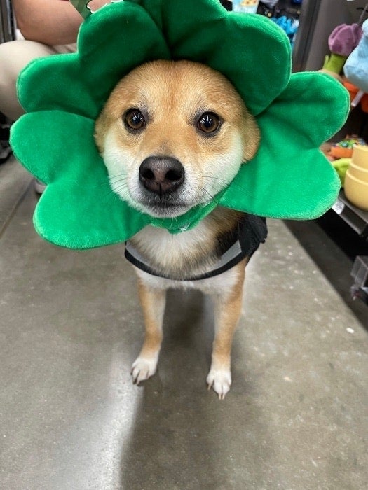 Cutest Pets Wearing Clothes To Brighten Your Day